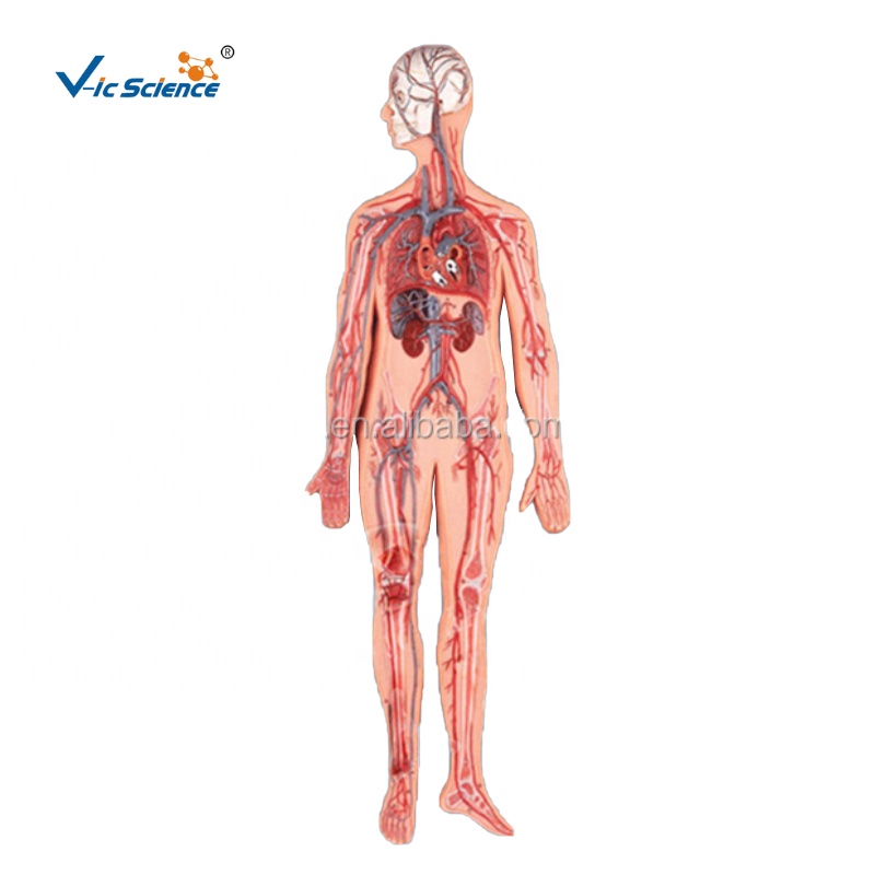 Медицинская анатомическая модель, профессиональная модель для улучшения циркуляции крови в человеческом теле, медицинская модель для изучения науки