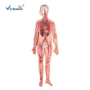 मानव शरीर चिकित्सा विज्ञान शिक्षा मॉडल पेशेवर रक्त परिसंचरण - Product Image 1