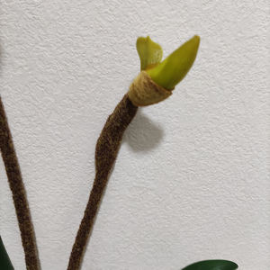 ดอกไม้ประดิษฐ์ประดิษฐ์สำหรับตกแต่งบ้านและงานแต่งงานช่อดอกไม้เสมือนจริงมีใบไม้ - Product Image 5