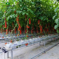 Systèmes de serres hydroponiques GT Farm, projets agricoles à faible coût pour la culture de tomates au Kazakhstan et en Ouzbékistan