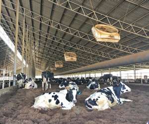 Bâtiments en acier, nouveauté, à bas prix, briques de levage de mollet, bâtiments de ferme, journal intime, animaux de ferme - Product Image 4