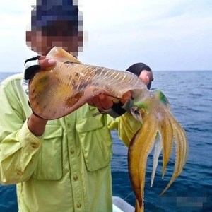 Nuevo señuelo de pesca <span class=keywords><strong>DTD</strong></span> Egi para calamar, pulpo y camarón de madera, luminoso - Product Image 6