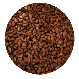 Té de trigo sarraceno orgánico negro sin gluten, precio para Europa, té de gránulos de trigo sarraceno tostado, cero aditivo, té de trigo sarraceno negro - Product Image 3