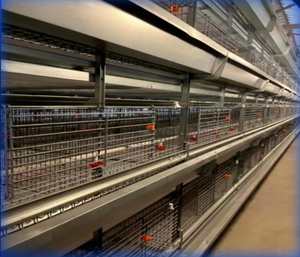 Jaula Higiénica <span class=keywords><strong>de</strong></span> Cuatro Niveles Fácil <span class=keywords><strong>de</strong></span> Limpiar con Sistema <span class=keywords><strong>de</strong></span> Ventilación para una Producción <span class=keywords><strong>de</strong></span> <span class=keywords><strong>Huevos</strong></span> Optimizada - Product Image 3