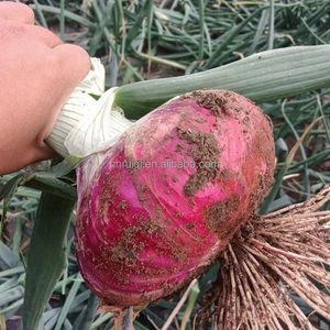 Cebollas Rojas orgánicas de alta calidad Nueva cosecha Variedades de exportación peladas frescas Saludables y naturales Buen precio al por mayor - Product Image 5