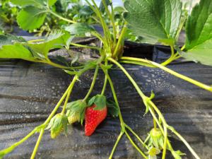 Fertilizante para Flores Folio Fertile, Algas Marinas 60g/L, Oligosacáridos de Algas Marinas, Líquido Crudo - Product Image 3