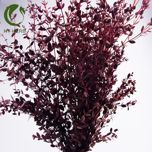 Séchées d'<span class=keywords><strong>eucalyptus</strong></span> conservées feuilles branches d'<span class=keywords><strong>eucalyptus</strong></span> tige fleurs décoratives <span class=keywords><strong>guirlande</strong></span> plantes - Product Image 5