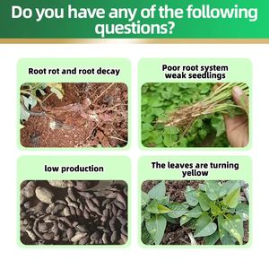 Engrais Agricole Organique Haute Performance pour la Croissance Rapide des Semis <span class=keywords><strong>de</strong></span> <span class=keywords><strong>Patate</strong></span> <span class=keywords><strong>Douce</strong></span>, Promoteur d'Augmentation <span class=keywords><strong>de</strong></span> Qualité - Product Image 3