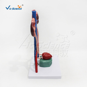 Modèle d'organes urinaires magnifiés VIC-U013A, modèle pédagogique d'anatomie urinaire humaine - Product Image 2