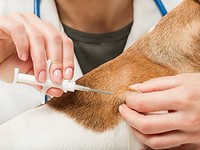 2,12*12mm 134,2 kHz EM4305 perro microchip implante Micro Pet Chips RFID tubo de vidrio transpondedor etiqueta para identificación de animales