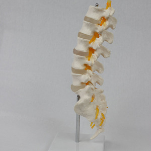 5 vertèbres lombaires, vertèbres sacrales et nerfs de type I, aides pédagogiques orthopédiques 1:1, directes et complètes. - Product Image 3