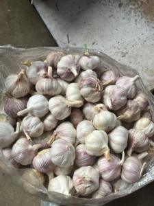 <span class=keywords><strong>Ail</strong></span> frais de Chine en gros, boîte de 10 kg, sac de 500 g, fournisseur <span class=keywords><strong>d</strong></span>'<span class=keywords><strong>ail</strong></span> <span class=keywords><strong>éléphant</strong></span> - Product Image 6