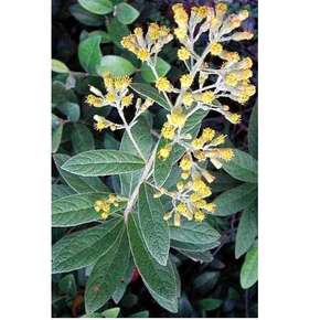 Racines d'Inula Cappa (oreille de mouton) brutes parfumées en gros pour la phytothérapie - Product Image 6