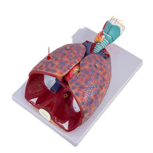 Modelo de Órganos Humanos para la Enseñanza de Biología, Modelo de Anatomía del Sistema Respiratorio y Cardiopulmonar Humano - Product Image 5