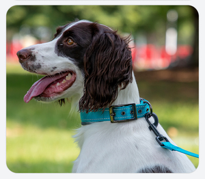 Collar de Perro Personalizado, Táctico, de Nailon con Patrón Sólido, Impermeable, Moderno y Lujoso <span class=keywords><strong>para</strong></span> Paseos al Aire Libre, con Logotipo Bordado y Cintas Simples - Product Image 2