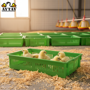 Chick Box for Chick 1 Compartment <b>Plastic</b> AYTAV Live Bird Handling Poultry Farm Transport Equipment - Product Image 3