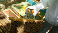 Bienen rahmen Langs troth Bienenstock rahmen mit Bienenwachs beschichteten Fundament platten in Lebensmittel qualität