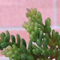 Planta Artificial de PVC Ecológica con Tacto Natural para Pared Verde DIY, Productos al por Mayor con Bajo MOQ, Flores para Jarrones, Césped Artificial