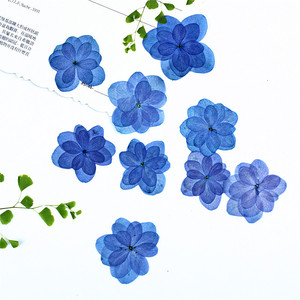 Fleurs d'hortensia bleues à double pétale, séchées et pressées, pour la résine, les coques de téléphone, les marque-pages, le scrapbooking et les loisirs créatifs - Product Image 1