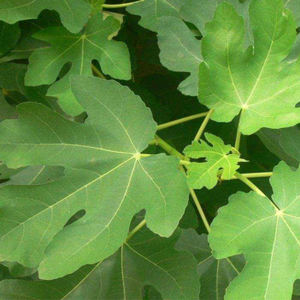 Ficus Carica comune Fig Figue Fig estratto Ficin Ficus proteinasi Ficin FrM fico albero di fico lattice Ficus proteasi polvere - Product Image 4