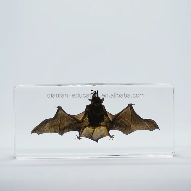 Préserver Bat Animaux Spécimen Transparent Verre De Bureau Presse-papiers Résine Spécimens pour La Décoration Intérieure
