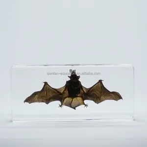 Preserve animal morcego espécie de vidro transparente, desktop, papel de resina para decoração da casa