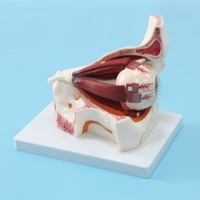 BIX-A1062 Chinon Modelo Anatómico de PVC de Ciencia Médica, Herramienta de Demostración de la Órbita Ocular, Buena Resistencia, Fácil de Transportar para la Escuela de Medicina