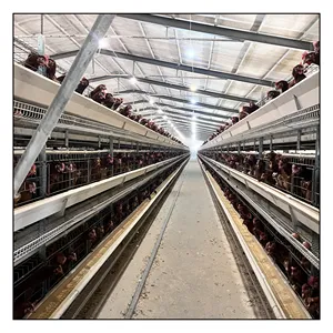 家禽养殖场建设自动电池鸡蛋笼用于母鸡饲养鸡蛋笼家禽配件