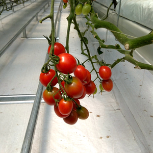 Melanzana di Coltura Idroponica e di Cocco Coltivazione Attrezzature/Sistemi di Coltura Idroponica In Crescita/Idroponica Vassoi - Product Image 6