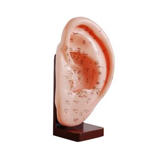 Modelo de 22 cm de Puntos de Acupuntura del Oído para el Aprendizaje de la Medicina Tradicional China del Cuerpo Humano - Product Image 1