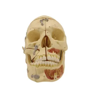 Lab Teaching Models 3 Parts Human Muscular Skull Skeleton Models for Students