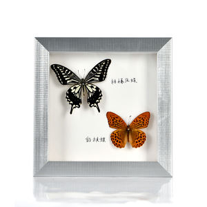 Semplice Scatola di Ombra con PS cornici Arte Della Parete Commercio All'ingrosso Tre-dimensionale farfalla campione 3D <span class=keywords><strong>cornice</strong></span> - Product Image 2