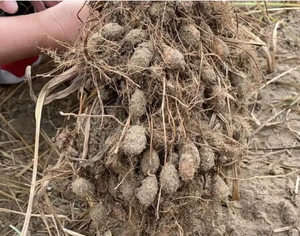 Yüksek kaliteli kurutulmuş Cyperus Esculentus Var. Sativus Boeckeler ampuller sarı Nutsedge kökleri satılık - Product Image 3