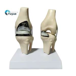 Modelo de <span class=keywords><strong>Rodilla</strong></span> Doble Artificial de Tamaño Real, Modelo de Demostración de Anatomía de <span class=keywords><strong>Rodilla</strong></span> Humana para Enseñanza y Entrenamiento Médico - Product Image 1