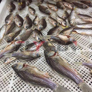 Kommerzielle Fischt rocknungs maschine Automatische getrocknete gesalzene Fisch maschine Fleisch-und Fischt rocknungs maschinen - Product Image 6