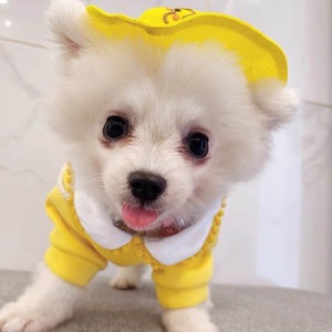 Sudadera con capucha para perro, diseño de animales adorables, de poliéster, ropa para mascotas con dibujos animados, para primavera, otoño e invierno - Product Image 2