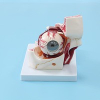 BIX-A1062 Chinon Modelo Anatómico de PVC de Ciencia Médica, Herramienta de Demostración de la Órbita Ocular, Buena Resistencia, Fácil de Transportar para la Escuela de Medicina