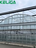 Serre en verre de culture sans sol fraise avec système intelligent complet