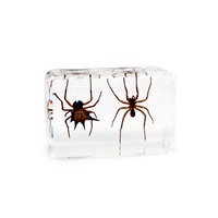 Modèle biologique de tarantule araignée, insecte réel dans un bloc de résine époxy, différentes tailles, fournitures scolaires, ressources pédagogiques, taxidermie