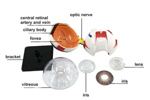 Modèle d'enseignement des sciences médicales grossissement 6x anatomie de l'œil humain en plastique avec globes oculaires et vaisseaux détachables - Product Image 4