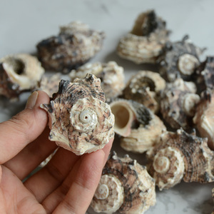 Artesanías <span class=keywords><strong>de</strong></span> Conchas DIY en Bolsas <span class=keywords><strong>de</strong></span> <span class=keywords><strong>Red</strong></span>, un Éxito <span class=keywords><strong>de</strong></span> Ventas - Product Image 4