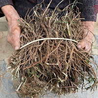 Radix Bupleuri séché, racine coupée Chai Hu Bupleurum Chinense OEM, sachets de thé/emballage/broyage/poudre, emballage en vrac du Gansu