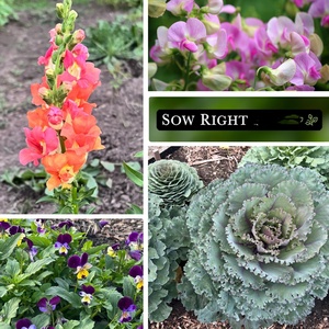 Confezioni di Semi Biologici Non-OGM di Varietà Tradizionali per Fiori Primaverili e Autunnali: Pansie, Violette, Lupini da Giardino - Product Image 3