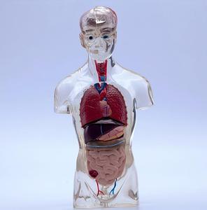 Modèle d'anatomie du torse <span class=keywords><strong>humain</strong></span> transparent, organes détachables avec cerveau et cœur pour <span class=keywords><strong>l</strong></span>'éducation - Product Image 4