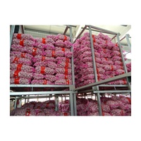 Ail frais blanc pur de 5 cm, nouvelle récolte, prix avantageux, carton de 10 kg, ail frais Ail Fresco