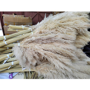 Bohémien fiori secchi naturali grande pennacchio Beige grande <span class=keywords><strong>erba</strong></span> di pampa per la casa fiori di nozze decorazione Hotel - Product Image 6