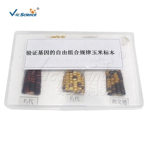 Échantillon de maïs pour <span class=keywords><strong>la</strong></span> vérification <span class=keywords><strong>du</strong></span> Théorème de l'assortiment indépendant, spécimen séché pour l'enseignement de <span class=keywords><strong>la</strong></span> génétique - Product Image 2