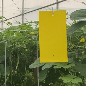 Moniteur adhésif pour insectes de 20*10 cm, autocollants imperméables pour <span class=keywords><strong>mites</strong></span> <span class=keywords><strong>volantes</strong></span>, pour serres/serres de semis - Product Image 4