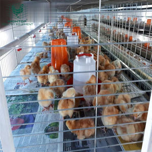 Cage pour poulet 1 jour, vente en gros, économique, pour bébés - Product Image 2