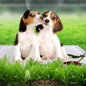 Pañales Desechables para Mascotas Directo de Fábrica 2024, Envío Gratuito para Perros, Gatos, Aves y Animales Pequeños, Muestra Gratis Disponible - Product Image 3